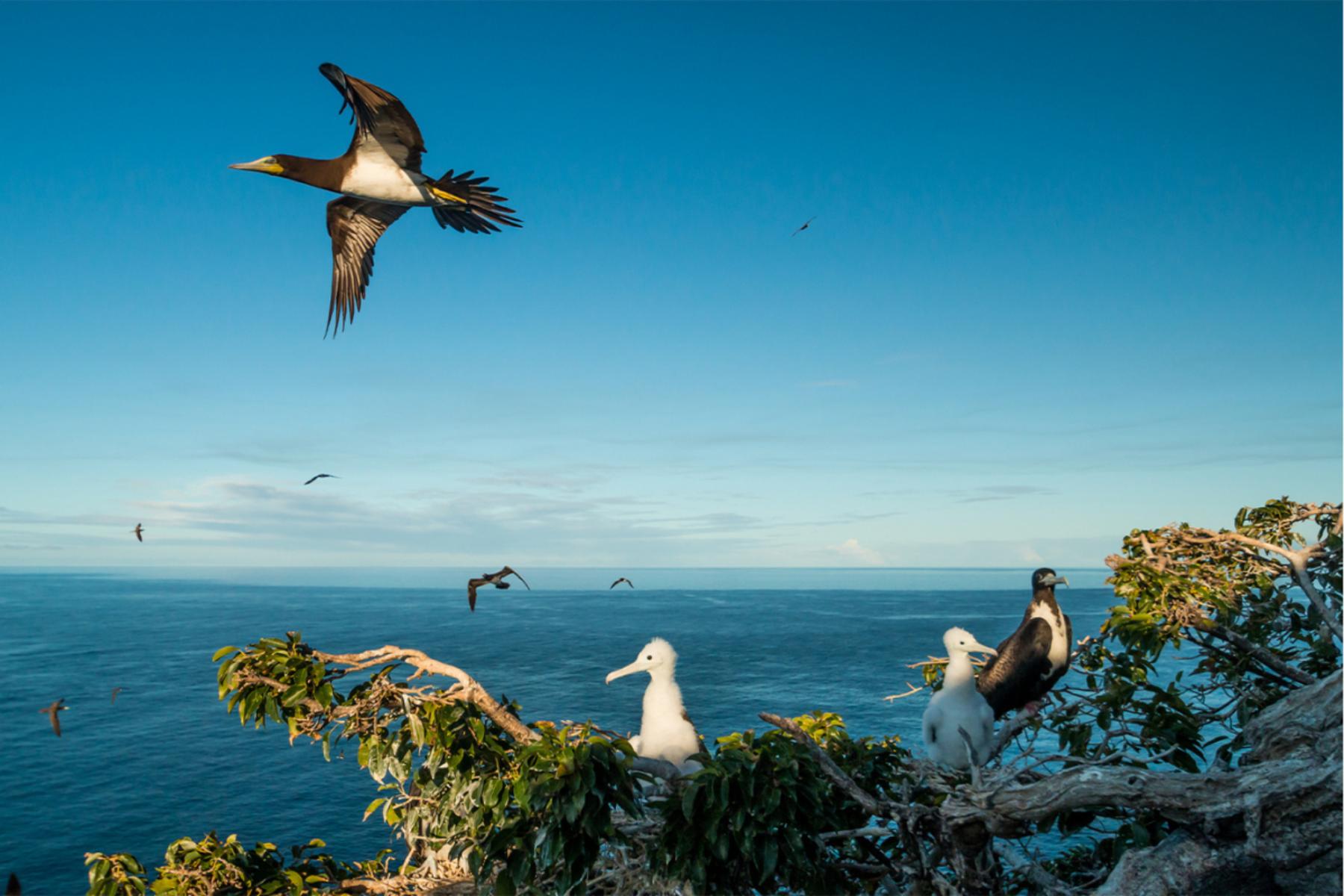 تصویر اصلی: پرندگان دریایی در جزیره ردوندا لانه می کنند. اعتبار: اد مارشال / جانوران و فلور