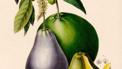 آووکادو اثر اتین دنیس از دایره المعارف فرانسوی قرن نوزدهم فلور دیامریک که به طرز خیره کننده ای مصور شده است. (در دسترس به عنوان چاپ، تخته برش، و کارت لوازم التحریر، به نفع باغ گیاه شناسی نیویورک.)