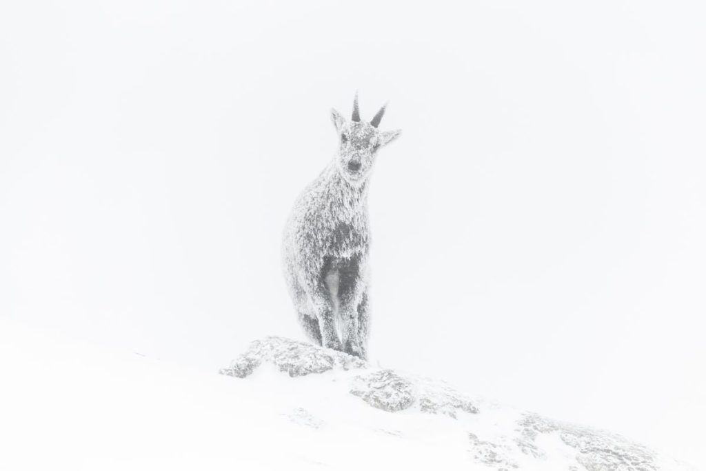 Image: Luca Melcarne/Wildlife Photographer of the Year