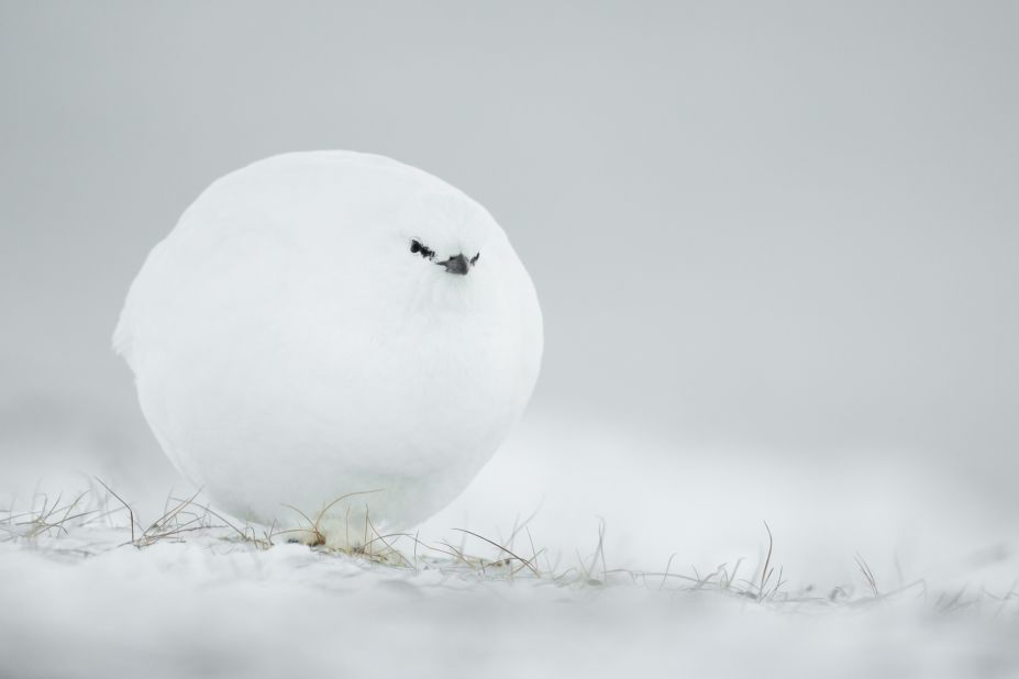 گلوله برفی: در این عکس که توسط فرانسوی ژاک پولار گرفته شده است، این خروس سفید کروی برای سرمای زمستان به خوبی آماده شده بود. بسیار سپاسگزارم.