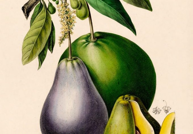 آووکادو اثر اتین دنیس از دایره المعارف فرانسوی قرن نوزدهم فلور دیامریک که به طرز خیره کننده ای مصور شده است. (در دسترس به عنوان چاپ، تخته برش، و کارت لوازم التحریر، به نفع باغ گیاه شناسی نیویورک.)