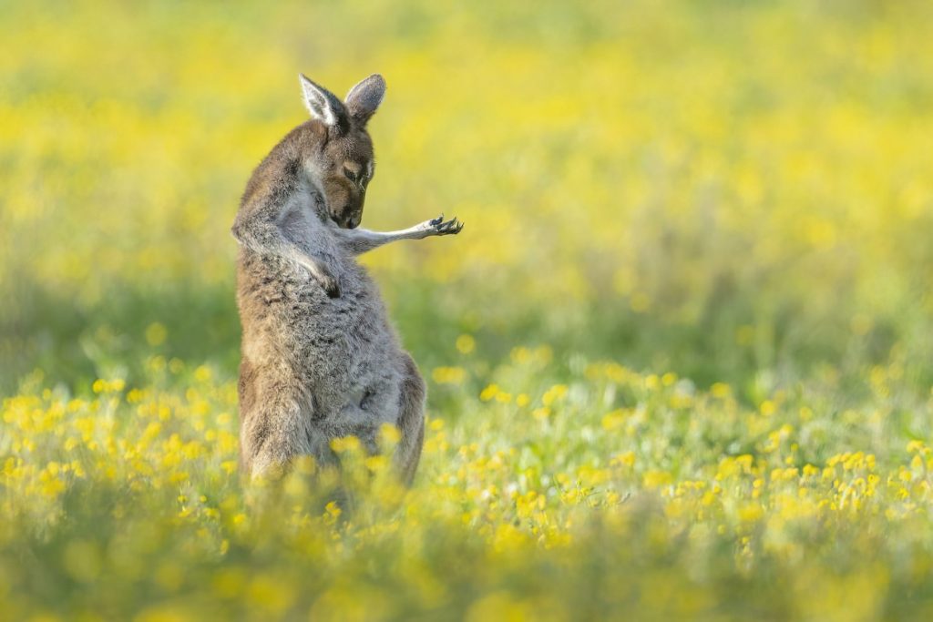 Comedy Wildlife Photo Awards 2023: The finalists