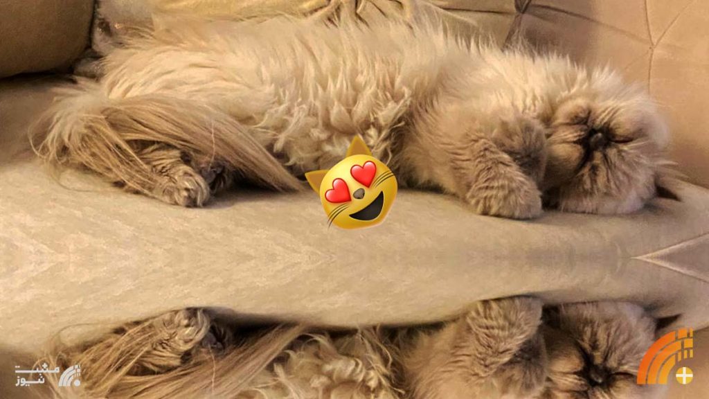 گربه